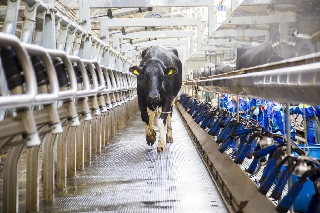 Holstein cow walking through a modern milking parlour
